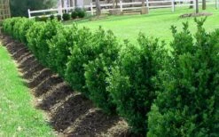 Green Mountain Boxwood - 2.5 Quart Pot -Wilson Bros Gardens Shop Picture Boxwood Green Mountain Hedge