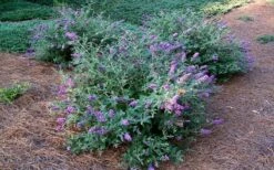 Lo & Behold Blue Chip Dwarf Butterfly Bush - 1 Gallon Pot -Wilson Bros Gardens Shop Picture Butterfly Bush Lo And Behold Blue Chip 2