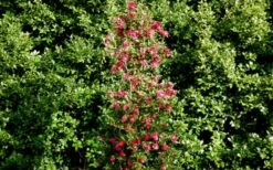 October Magic Rose Camellia - 1 Gallon Pot -Wilson Bros Gardens Shop Picture Camellia October Magic Rose Column