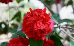 Professor Sargent Camellia Japonica - 1 Gallon Pot -Wilson Bros Gardens Shop Picture Camellia Professor Sargent Closeup 2