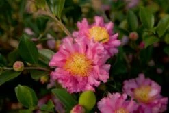 October Magic Carpet Dwarf Camellia - 2 Gallon Pot -Wilson Bros Gardens Shop Picture Camellia Sasanqua October Magic Carpet 3