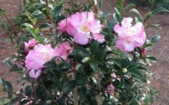 October Magic Orchid Camellia - 2 Gallon Pot -Wilson Bros Gardens Shop Picture CamelliaOrchidOctoberMajic 2 1