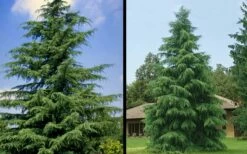 Deodar Cedar - 5 Gallon Pot (4-5') -Wilson Bros Gardens Shop Picture Cedar Deodara 1 1
