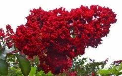 Dynamite Red Crape Myrtle - 7 Gallon Pot (5-6') -Wilson Bros Gardens Shop Picture Crape Myrtle Dynamite 1