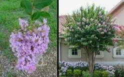 Muskogee Lavender Crape Myrtle - 6 Pack Of 1 Gallon Pots -Wilson Bros Gardens Shop Picture Crape Myrtle Muskogee 1 4