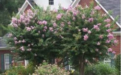 Muskogee Lavender Crape Myrtle - 1 Gallon Pot -Wilson Bros Gardens Shop Picture Crape Myrtle Muskogee Lavender 2 2