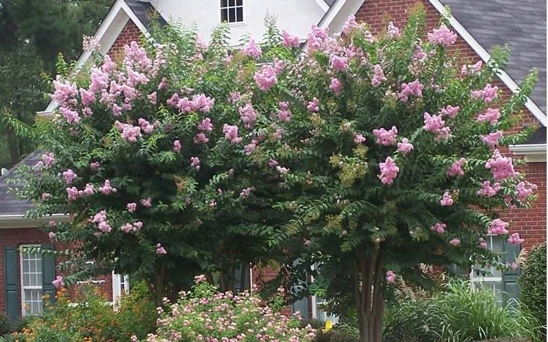 Muskogee Lavender Crape Myrtle - 5 Gallon Pot 5 Muskogee Lavender Crape Myrtle - 5 Gallon Pot - Image 5