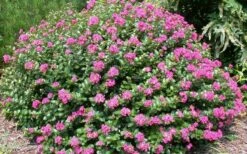 Pocomoke Dwarf Crape Myrtle - 1 Gallon Pot -Wilson Bros Gardens Shop Picture Crape Myrtle Pocomoke 2