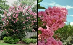 Sioux Pink Crape Myrtle - 6 Pack Of 1 Gallon Pots -Wilson Bros Gardens Shop Picture Crape Myrtle Sioux Blooms 2 1