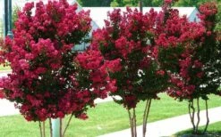 Tonto Red Crape Myrtle - 1 Gallon Pot 11 Tonto Red Crape Myrtle - 1 Gallon Pot -Wilson Bros Gardens Shop Picture Crape Myrtle Tonto 2 4
