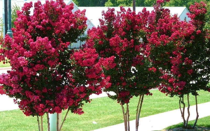 Tonto Red Crape Myrtle - 1 Gallon Pot 6 Tonto Red Crape Myrtle - 1 Gallon Pot - Image 6