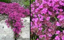 Red Creeping Thyme - Thymus Praecox 'Coccineus' - 10 Pack Of Pint Pots -Wilson Bros Gardens Shop Picture Creeping Thyme Red 4