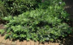 Creeping Japanese Plum Yew (Cephalotaxus Harringtonia 'Prostrata') - 2.5 Gallon Pot -Wilson Bros Gardens Shop Picture Creeping Yew 5