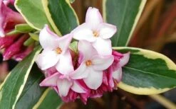 Variegated Pink Winter Daphne - 1 Gallon Pot -Wilson Bros Gardens Shop Picture Daphne Variegated Pink Closeup 1