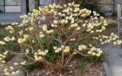 Edgeworthia Chrysantha - Paper Bush - 3 Gallon 23 Edgeworthia Chrysantha - Paper Bush - 3 Gallon -Wilson Bros Gardens Shop Picture Edgeworthia Paper Bush 3 3