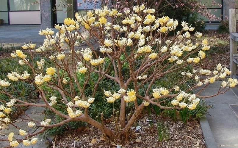 Edgeworthia Chrysantha - Paper Bush - 5 Gallon Pot 12 Edgeworthia Chrysantha - Paper Bush - 5 Gallon Pot - Image 12