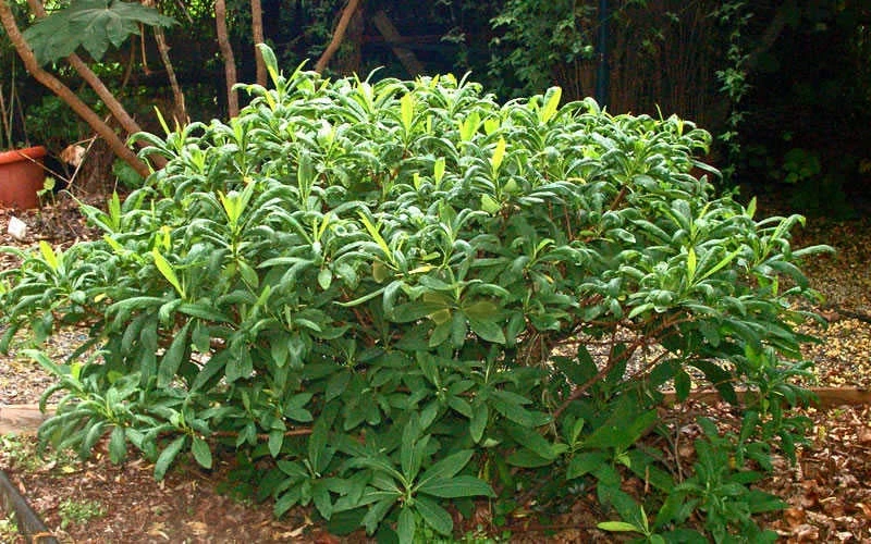 Edgeworthia Chrysantha - Paper Bush - 3 Gallon 10 Edgeworthia Chrysantha - Paper Bush - 3 Gallon - Image 10