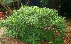 Winter Gold Edgeworthia Chrysantha (Paper Bush) - 1 Gallon Pot -Wilson Bros Gardens Shop Picture Edgeworthia Shrub 6