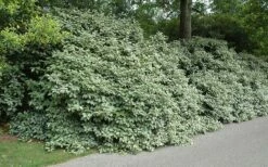 Fruitland Elaeagnus (Silverberry) - 1 Gallon Pot -Wilson Bros Gardens Shop Picture Eleagnus Fruitland Border