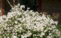 Autumn Ivory Encore Azalea - 1 Gallon Pot -Wilson Bros Gardens Shop Picture Encore Azalea Ivory 3 3