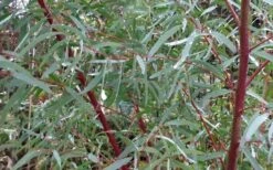 Angus Cold Hardy Eucalyptus Tree (Eucalyptus Nicholii) - Quart Pot 13 Angus Cold Hardy Eucalyptus Tree (Eucalyptus Nicholii) - Quart Pot -Wilson Bros Gardens Shop Picture Eucalyptus Tree Anugus Willow Leaf Peppermint 3