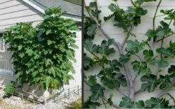 Brown Turkey Fig Tree - 6 Pack Of 1 Gallon Pots -Wilson Bros Gardens Shop Picture Fig Brown Turkey Espalier 1