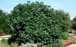 Brown Turkey Fig Tree - 1 Gallon Pot -Wilson Bros Gardens Shop Picture Fig Brown Turkey Shrub Large 2