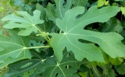 Brown Turkey Fig Tree - 5 Gallon Pot -Wilson Bros Gardens Shop Picture Fig Brown Turkey Tree Leaves