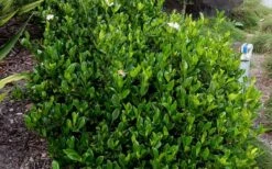 August Beauty Gardenia - 2.5 Quart Pot -Wilson Bros Gardens Shop Picture Gardenia August Beauty 2