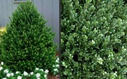 Pyramidal Compacta Japanese Holly - 3 Gallon Pot 8 Pyramidal Compacta Japanese Holly - 3 Gallon Pot -Wilson Bros Gardens Shop Picture Holly Compacta Pyramidal 1