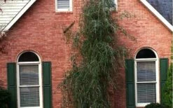 Weeping Yaupon Holly - Ilex Vomitoria 'Pendula' - 3 Gallon Pot -Wilson Bros Gardens Shop Picture Holly Weeping Yaupon 1 3