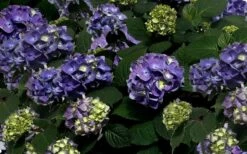 Bloomstruck Endless Summer Hydrangea - 3 Gallon Pot -Wilson Bros Gardens Shop Picture Hydrangea Bloomstruck 2