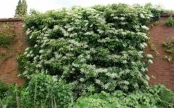 Climbing Hydrangea 'Petiolaris' - 1 Gallon Pot 19 Climbing Hydrangea 'Petiolaris' - 1 Gallon Pot -Wilson Bros Gardens Shop Picture Hydrangea Climbing Petiolaris 5