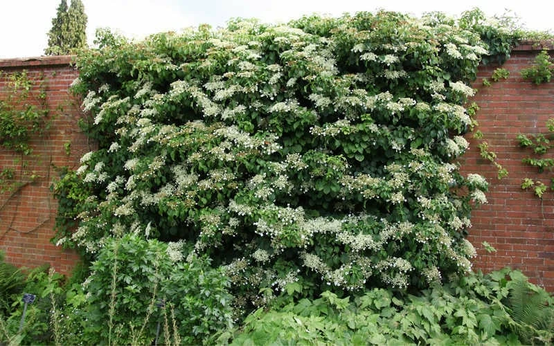 Climbing Hydrangea 'Petiolaris' - 1 Gallon Pot 9 Climbing Hydrangea 'Petiolaris' - 1 Gallon Pot - Image 9