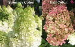 Limelight PeeGee Hydrangea - 6 Pack Of 1 Gallon Pots -Wilson Bros Gardens Shop Picture Hydrangea Limelight 3