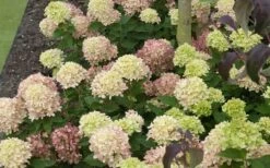 Little Lime Hydrangea - 6 Pack Of 1 Gallon Pots -Wilson Bros Gardens Shop Picture Hydrangea Little Lime 2 3