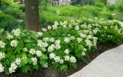 Pee Wee Dwarf Oakleaf Hydrangea - 2 Gallon Pot -Wilson Bros Gardens Shop Picture Hydrangea Oakleaf Pee Wee Border 2