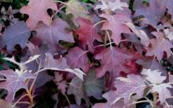 Pee Wee Dwarf Oakleaf Hydrangea - 3 Gallon Pot -Wilson Bros Gardens Shop Picture Hydrangea Oakleaf Pee Wee Fall Color