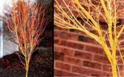 Bihou Yellow Bark Japanese Maple - 1 Gallon Pot -Wilson Bros Gardens Shop Picture Japanese Maple Bihou 1 1