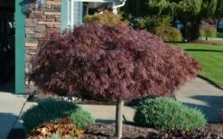 Crimson Queen Dwarf Japanese Maple (High Graft Tree Form) - 1 Gallon Pot -Wilson Bros Gardens Shop Picture Japanese Maple Crimson Queen 1