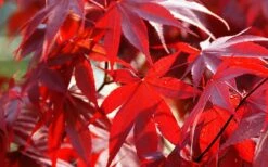 Fireglow Red Leaf Japanese Maple - 5 Gallon Pot (3-4') -Wilson Bros Gardens Shop Picture Japanese Maple Fireglow 2 3