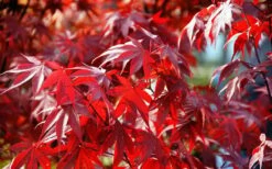 Fireglow Red Leaf Japanese Maple - 1 Gallon Pot -Wilson Bros Gardens Shop Picture Japanese Maple Fireglow 3 5