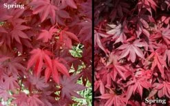 Red 'N Summer Japanese Maple - Acer Palmatum 'Hefner's Red' - 3 Gallon Pot -Wilson Bros Gardens Shop Picture Japanese Maple Hefners Red Spring