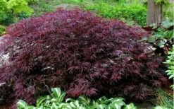 Red Dragon Dwarf Japanese Maple - 5 Gallon Pot -Wilson Bros Gardens Shop Picture Japanese Maple Red Dragon