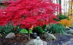 Red Dragon Dwarf Japanese Maple - 2 Gallon Pot -Wilson Bros Gardens Shop Picture Japanese Maple Red Dragon 4 1