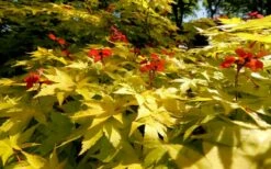 Summer Gold Japanese Maple - 1 Gallon Pot -Wilson Bros Gardens Shop Picture Japanese Maple Summer Gold 8