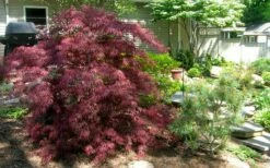 Tamukeyama Dwarf Red Japanese Maple - 2 Gallon Pot -Wilson Bros Gardens Shop Picture Japanese Maple Tamukeyama 3 5