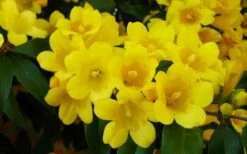 Butterscotch Yellow Jasmine (Jessamine) Gelsemium Sempervirens - 3 Gallon Pot -Wilson Bros Gardens Shop Picture Jasmine Butterscotch 2