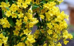 Carolina Yellow Jasmine (Jessamine) Gelsemium Sempervirens - 2 Gallon Pot -Wilson Bros Gardens Shop Picture Jasmine Carolina 6 2