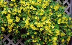Carolina Yellow Jasmine (Jessamine) Gelsemium Sempervirens - 2 Gallon Pot -Wilson Bros Gardens Shop Picture Jasmine Carolina 7 2